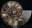 Agatized Desmoceras Ammonite - Thick #8382-2